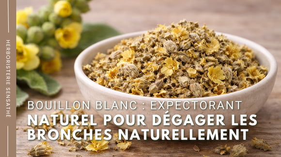 Bouillon blanc  expectorant naturel pour dégager les bronches naturellement - Herboristerie Sensathé